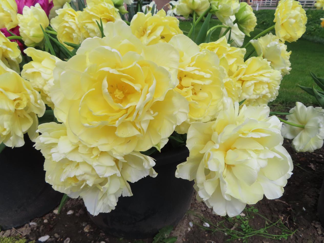 Tulp-Avant-Garde-1 Avant Garde - Afbeelding 1