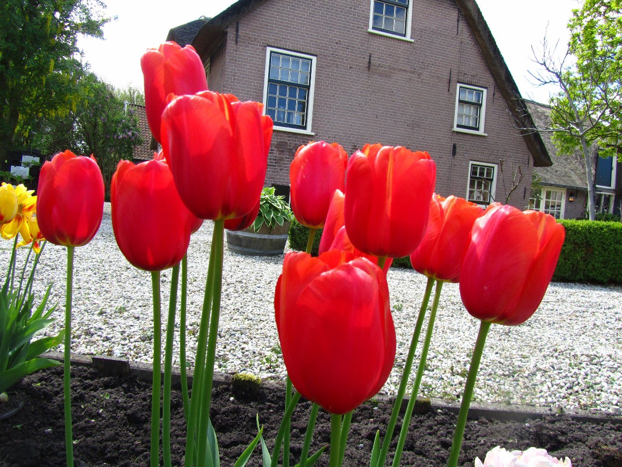 Tulp-Avignon-1 Avignon - Afbeelding 1