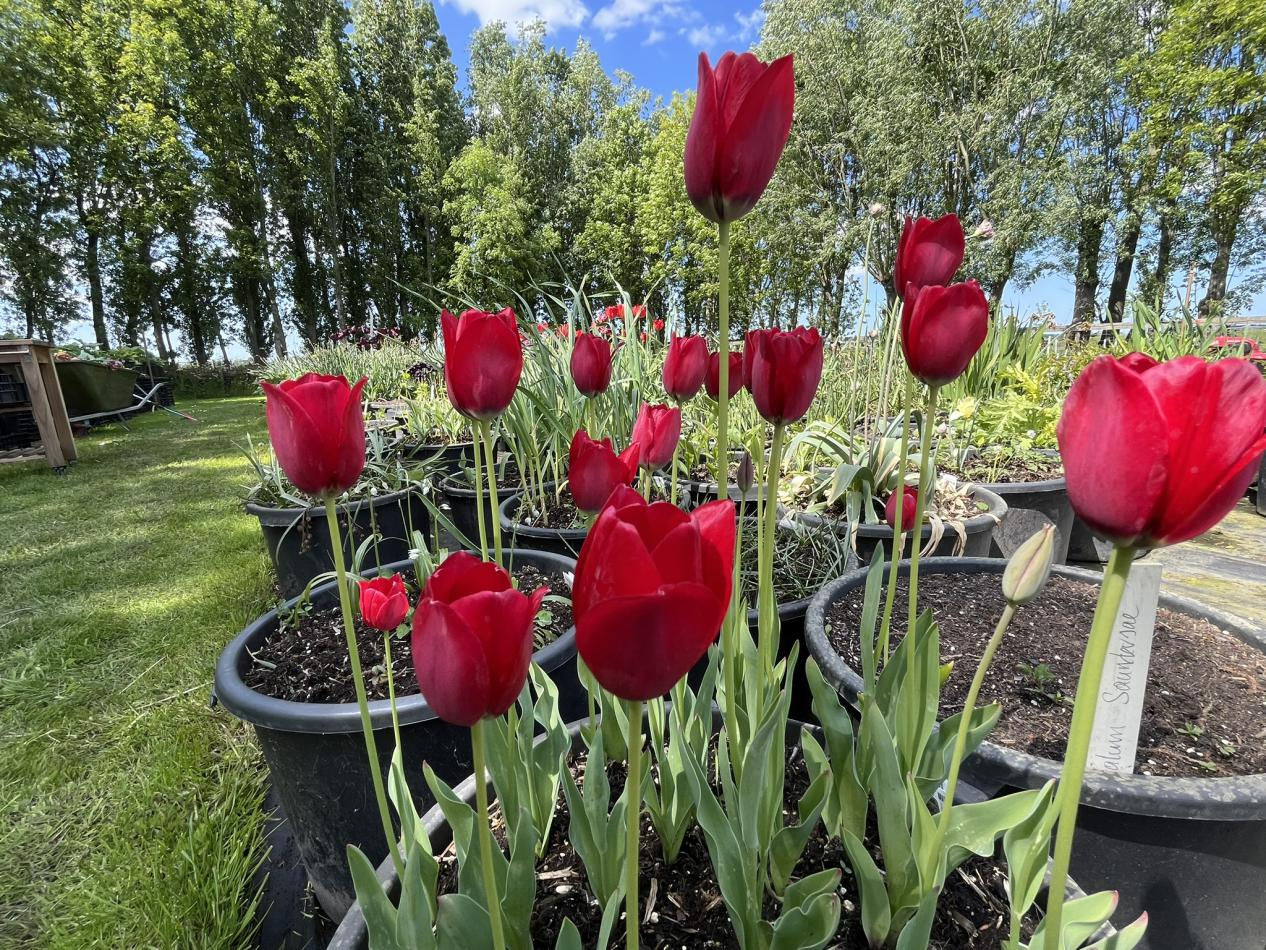 Tulp-Aximensis-1 Aximensis - Afbeelding 1