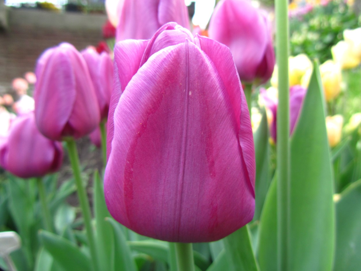 Tulp-Baby-Blue-1 Baby Blue - Afbeelding 1