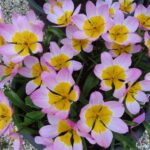 Bakeri lilac Wonder