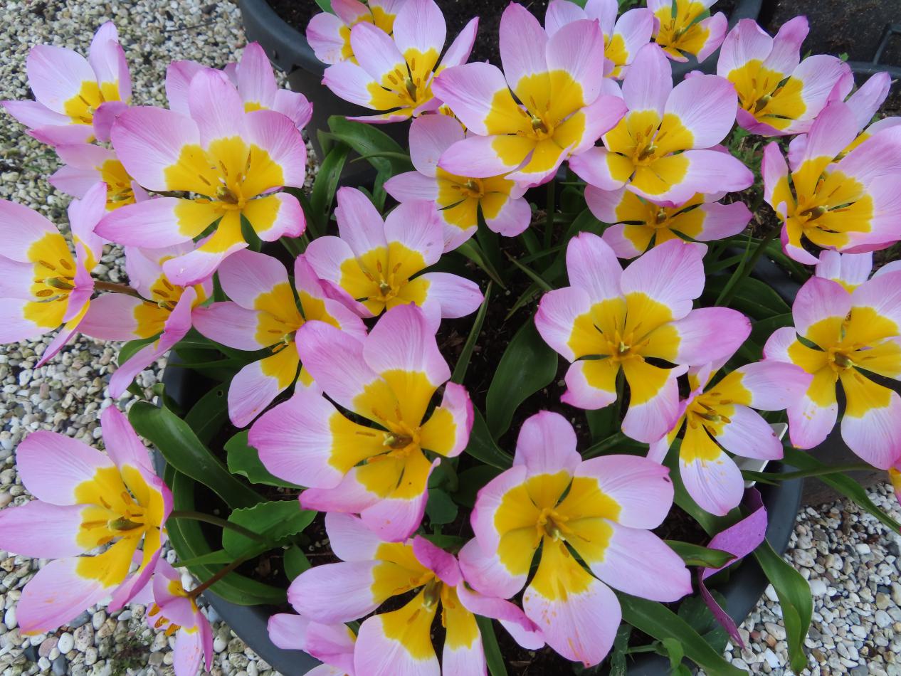 Tulp-Bakeri-Lilac-Wonder-1 Bakeri lilac Wonder - Afbeelding 1