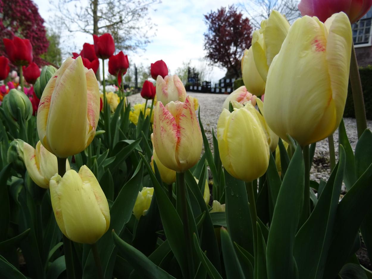 Tulp-Balans-of-Color-1 Balance of Colors - Afbeelding 1