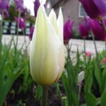 Ballade White