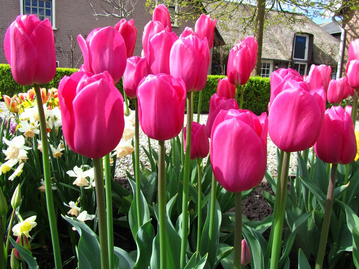 Tulp-Barcelona-1 Barcelona - Afbeelding 1