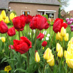 Bastogne
