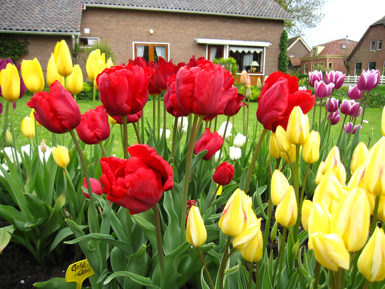 Tulp-Bastogne-1 Bastogne - Afbeelding 1