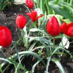 Batalini Red Gem