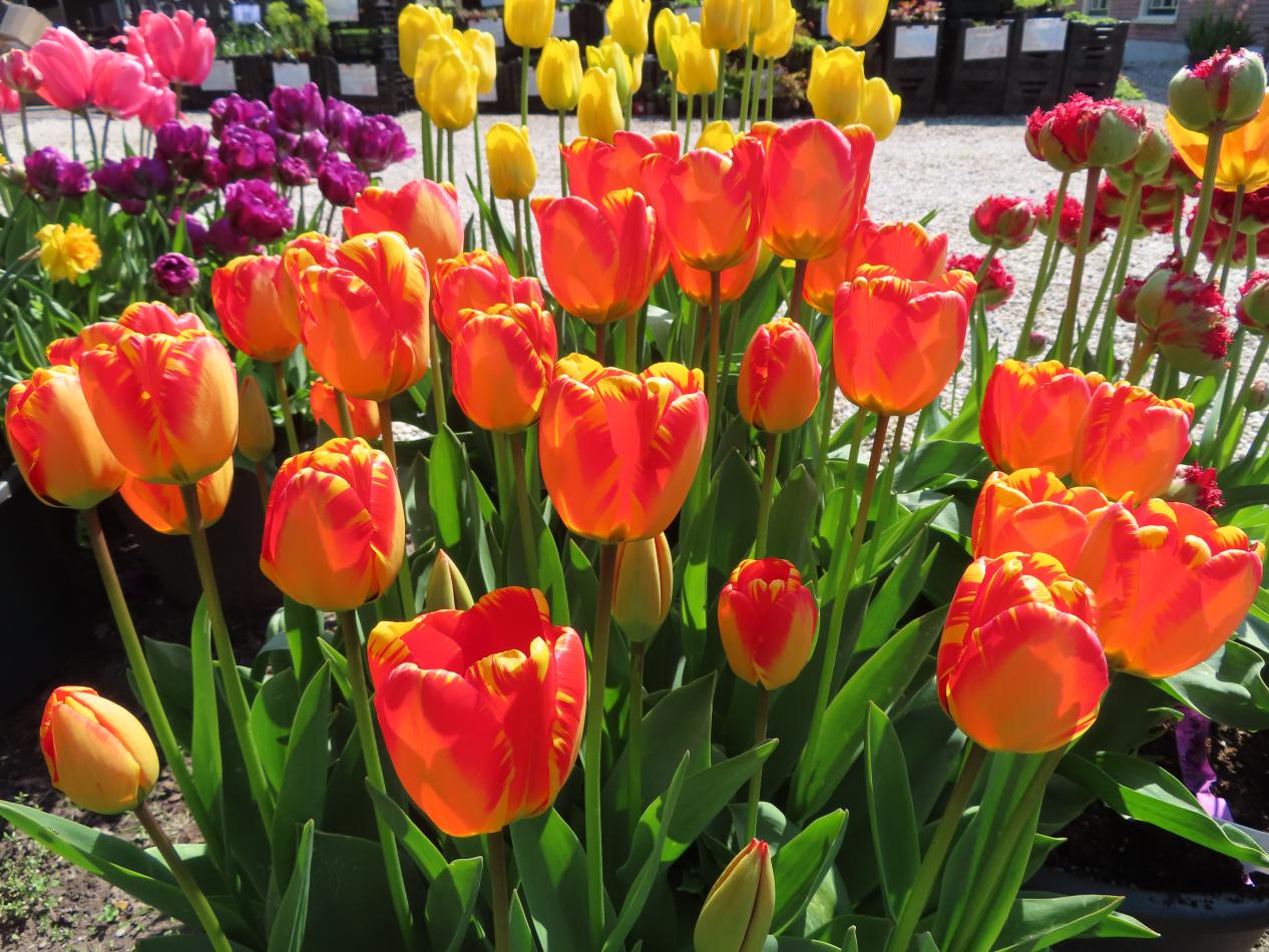 Tulp-Beau-1 Beau - Afbeelding 1