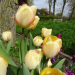 Beauty of Spring
