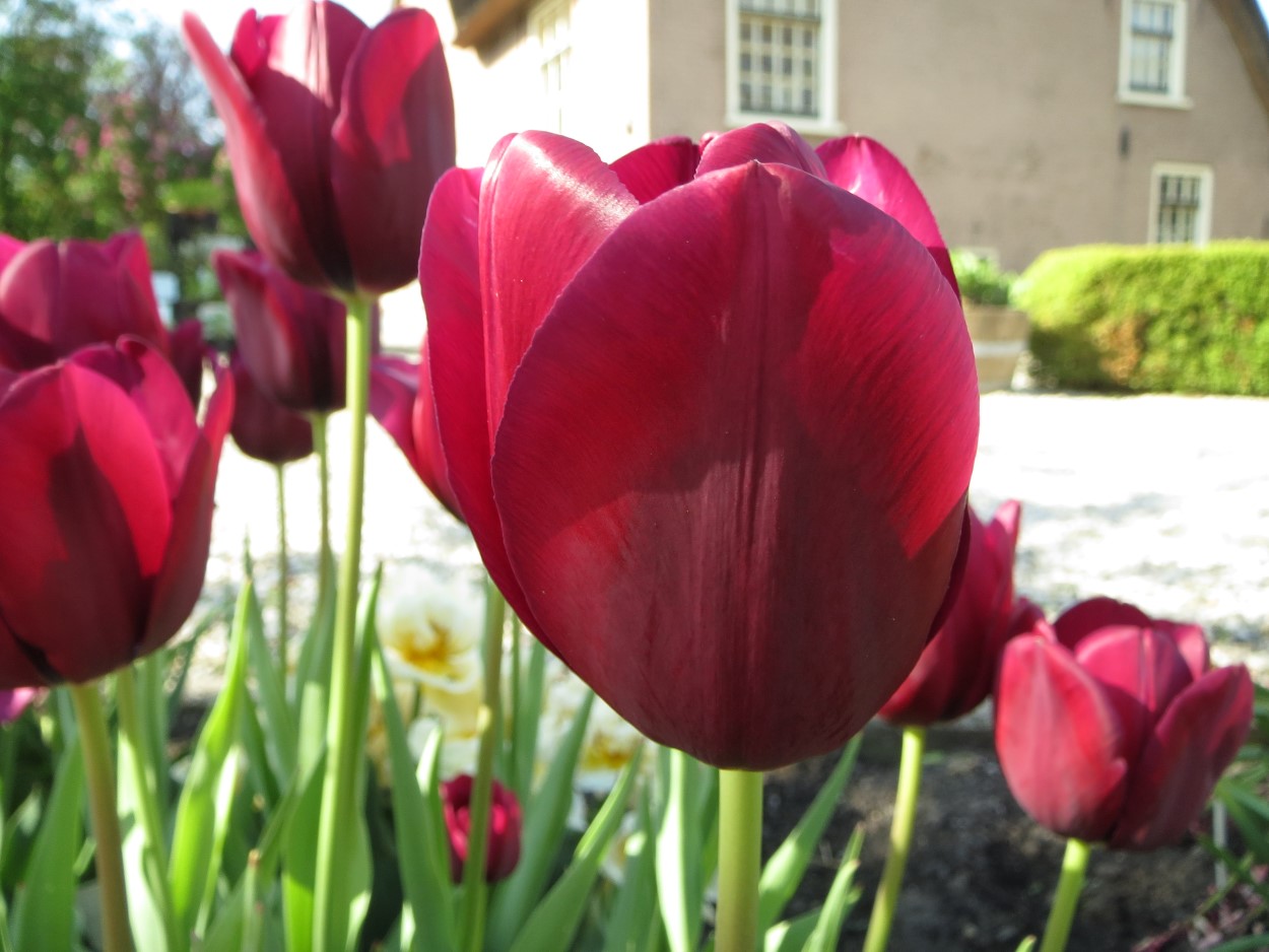 Tulp-Belle-Perez-1 Belle Perez - Afbeelding 1