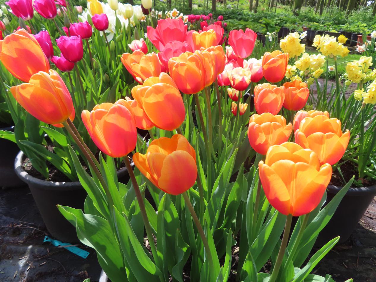 Tulp-Belville-2 Bellville - Afbeelding 1