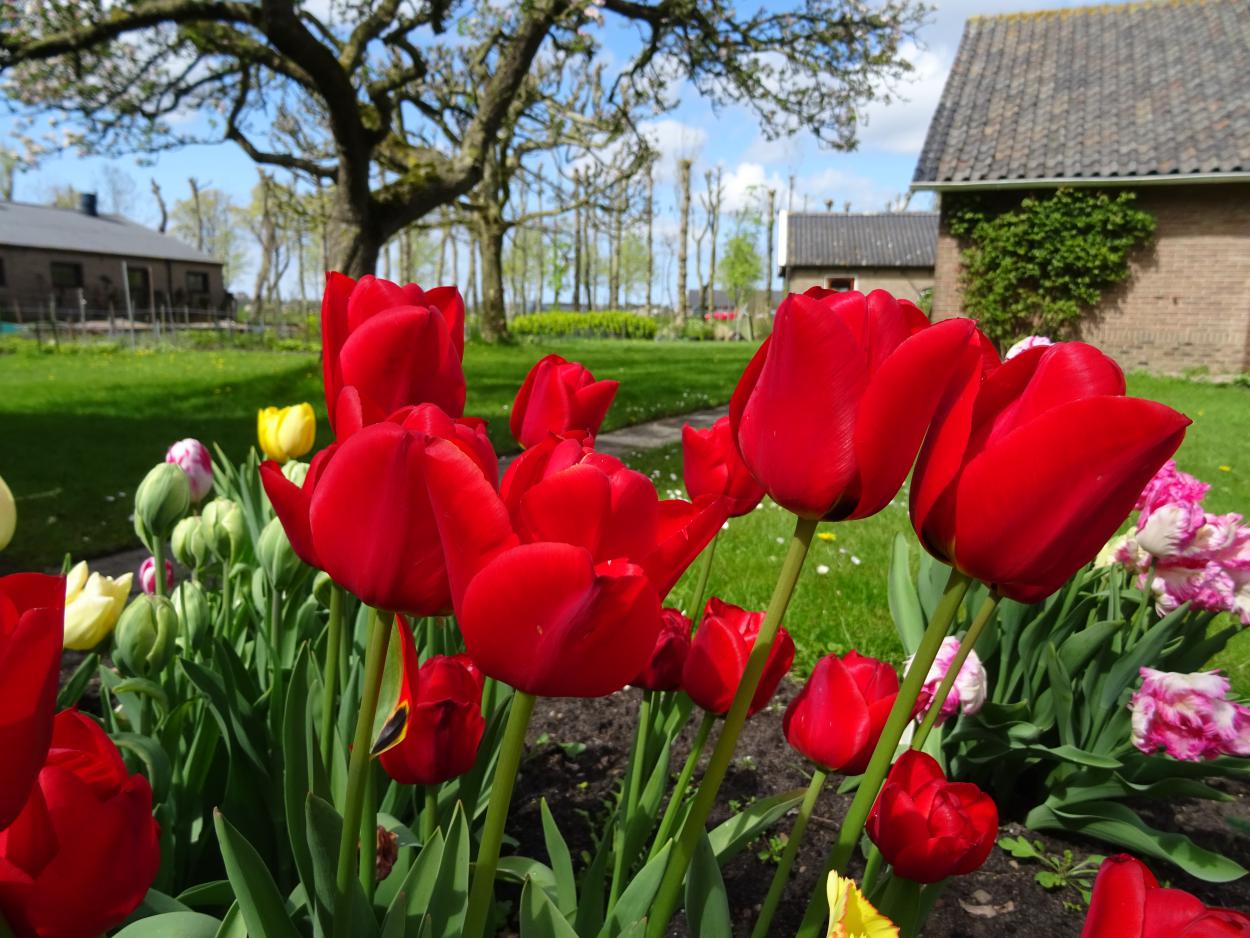 Tulp-Ben-van-Zanten-1 Ben van Zanten - Afbeelding 1