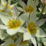 Biflora