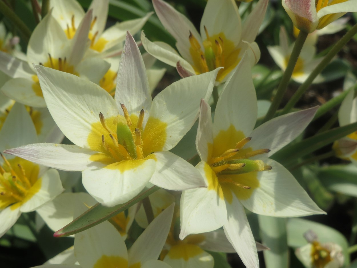 Tulp-Biflora-1 Biflora - Afbeelding 1