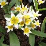Biflora Major
