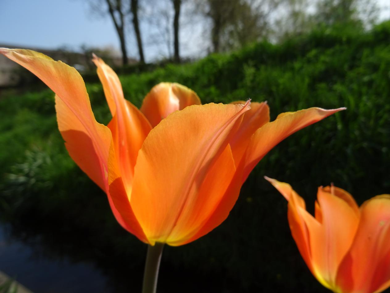 Tulp-Big-Brother-1 Big Brother - Afbeelding 1