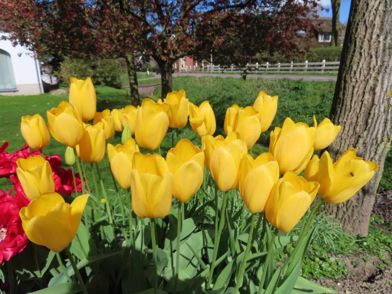 Tulp-Big-Smile-3 Big Smile - Afbeelding 1