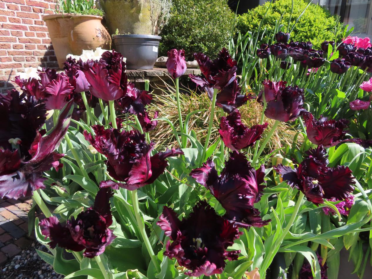 Tulp-Black-Parrot-1 Black Parrot - Afbeelding 1