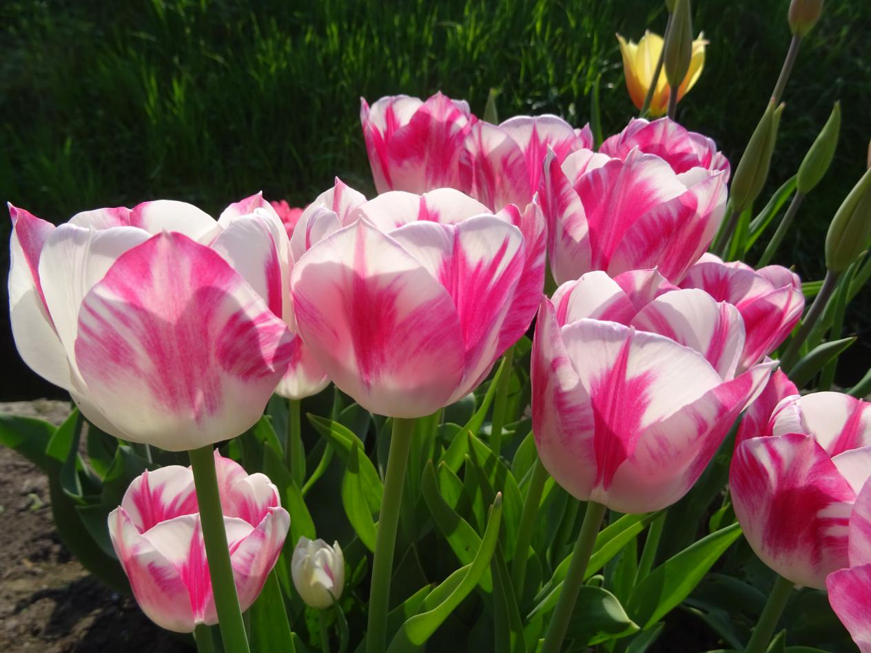 Tulp-Blenda-Flame-1 Blenda Flame - Afbeelding 1