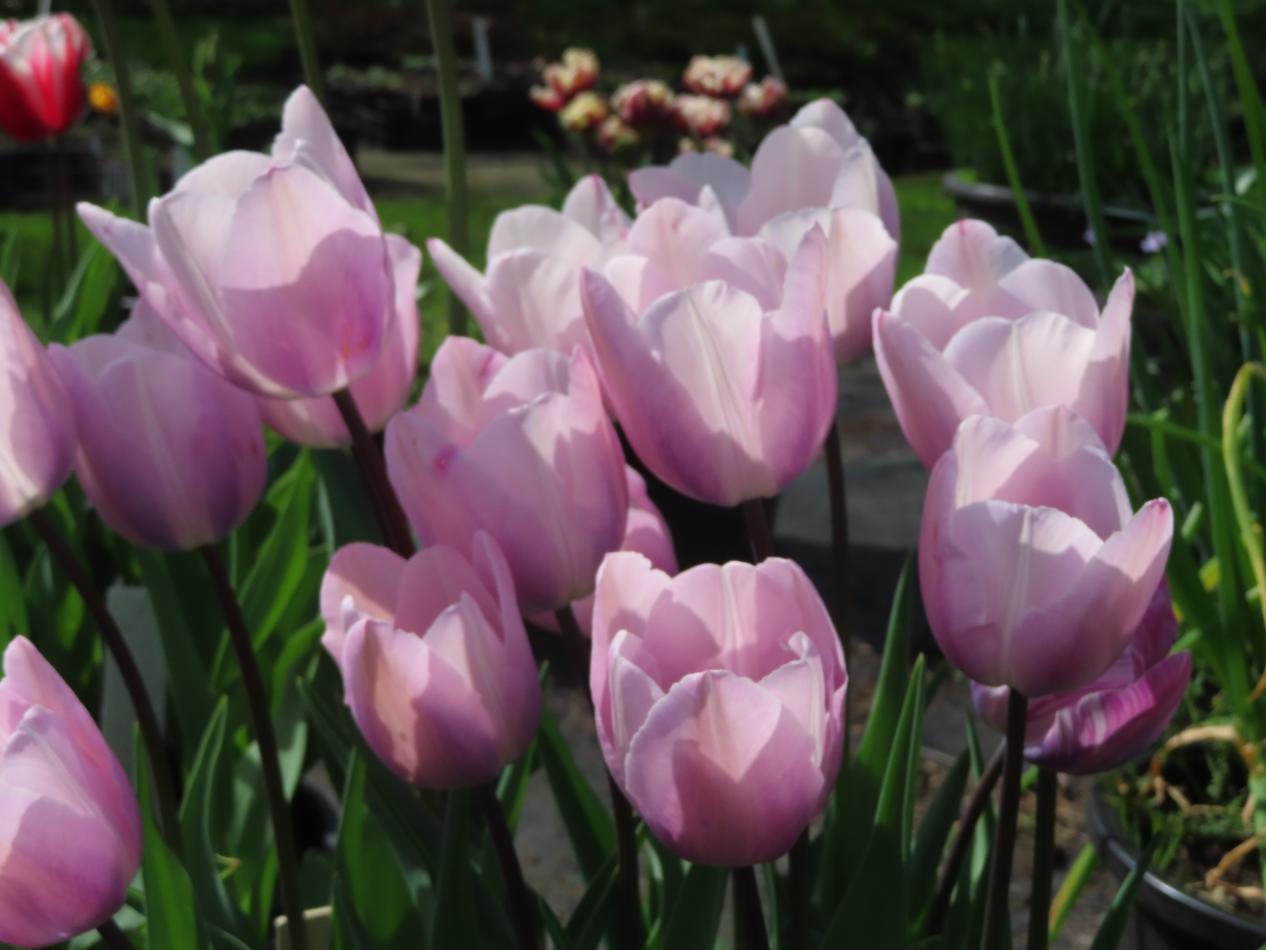 Tulp-Blue-Amable-1 Bleu Aimable - Afbeelding 1