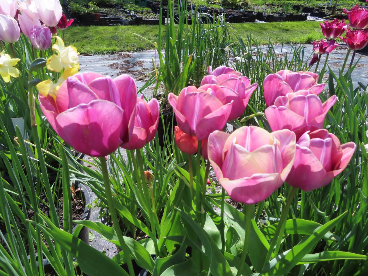 Tulp-Blue-Heaven-1 Blue Heaven - Afbeelding 1