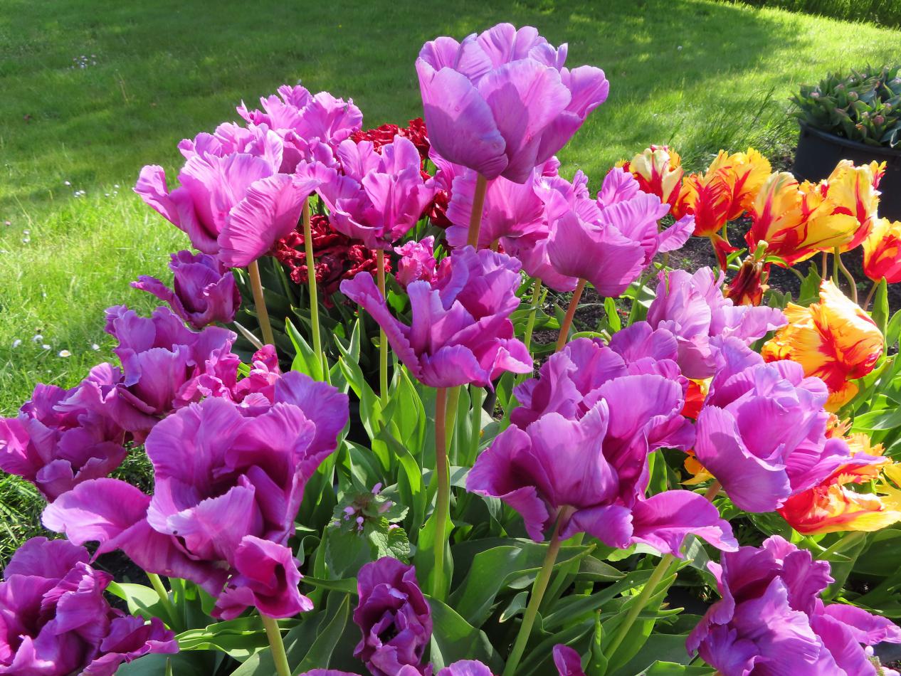 Tulp-Blue-Parrot-1 Blue Parrot - Afbeelding 1