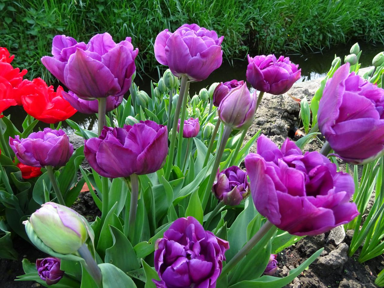 Tulp-Blue-Wow-1 Blue Wow - Afbeelding 1