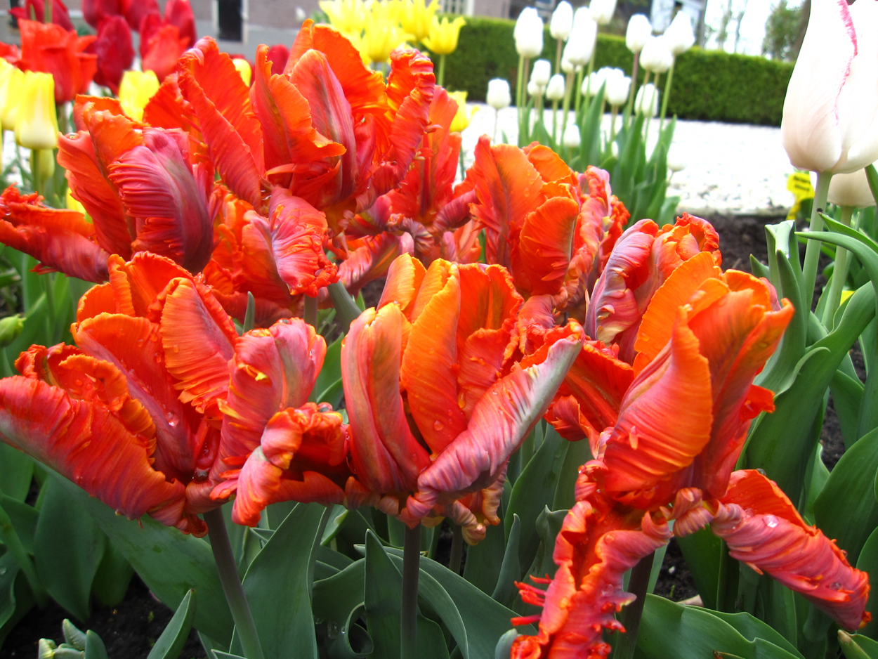 Tulp-Blumex-1 Blumex Favorite - Afbeelding 1