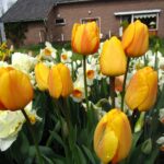 Blushing Apeldoorn