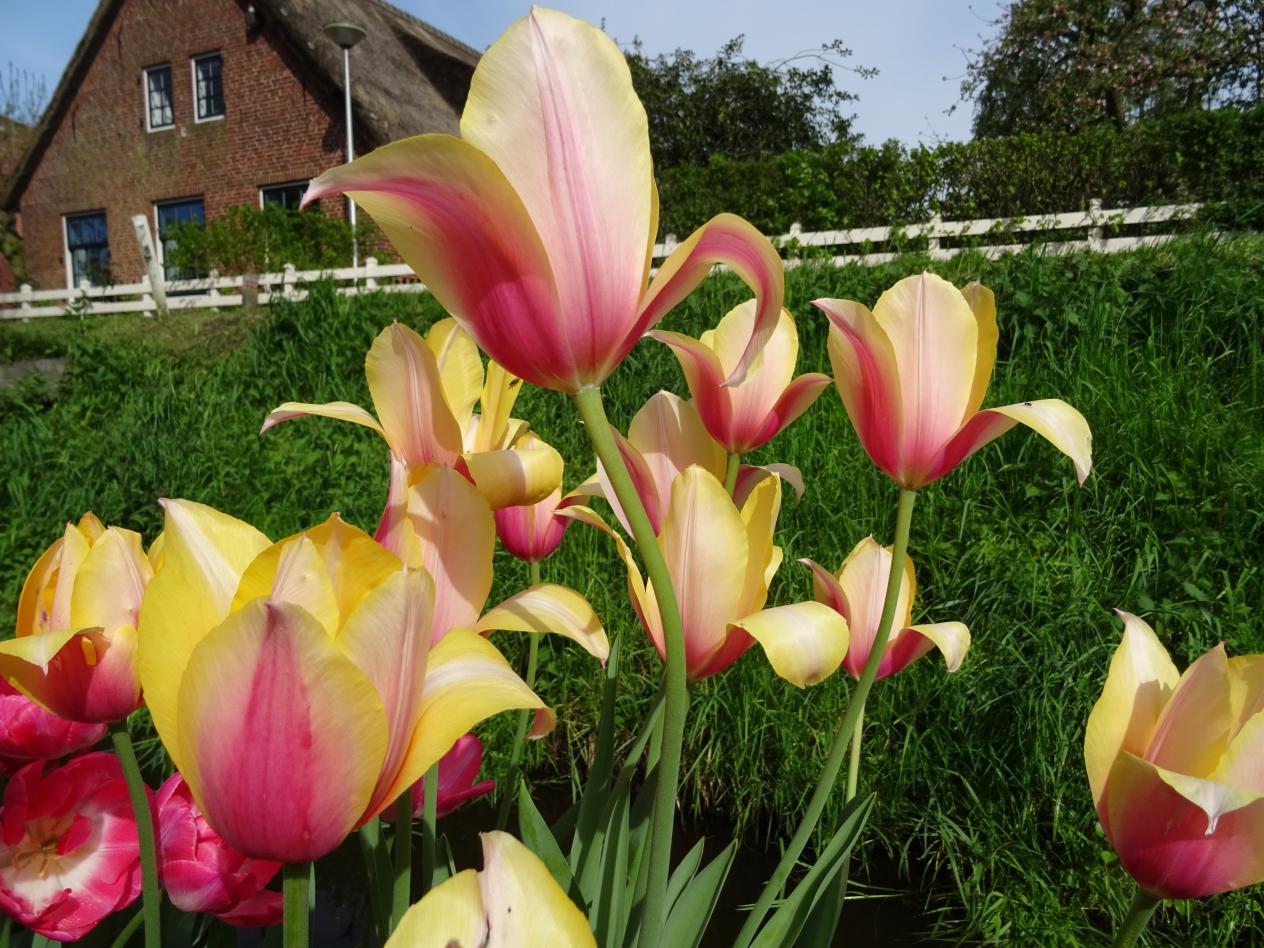Tulp-Blushing-Lady-1 Blushing Lady - Afbeelding 1
