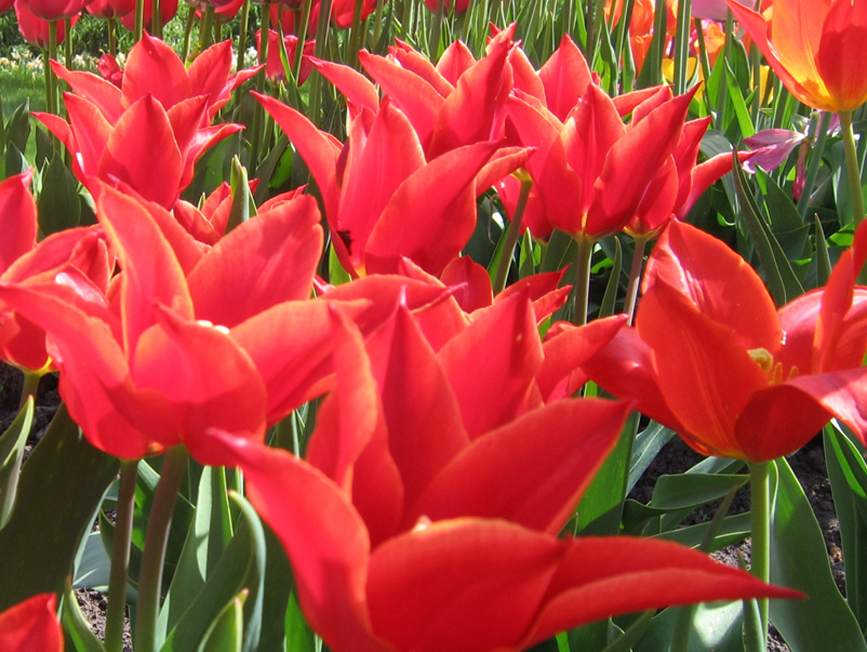 Tulp-Bobocus-1 Bobocus - Afbeelding 1