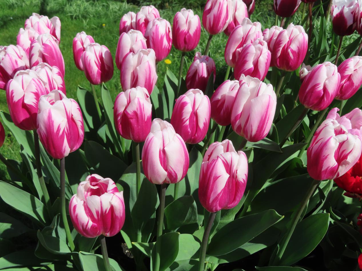 Tulp-Bojangles-5 Bojangles - Afbeelding 1