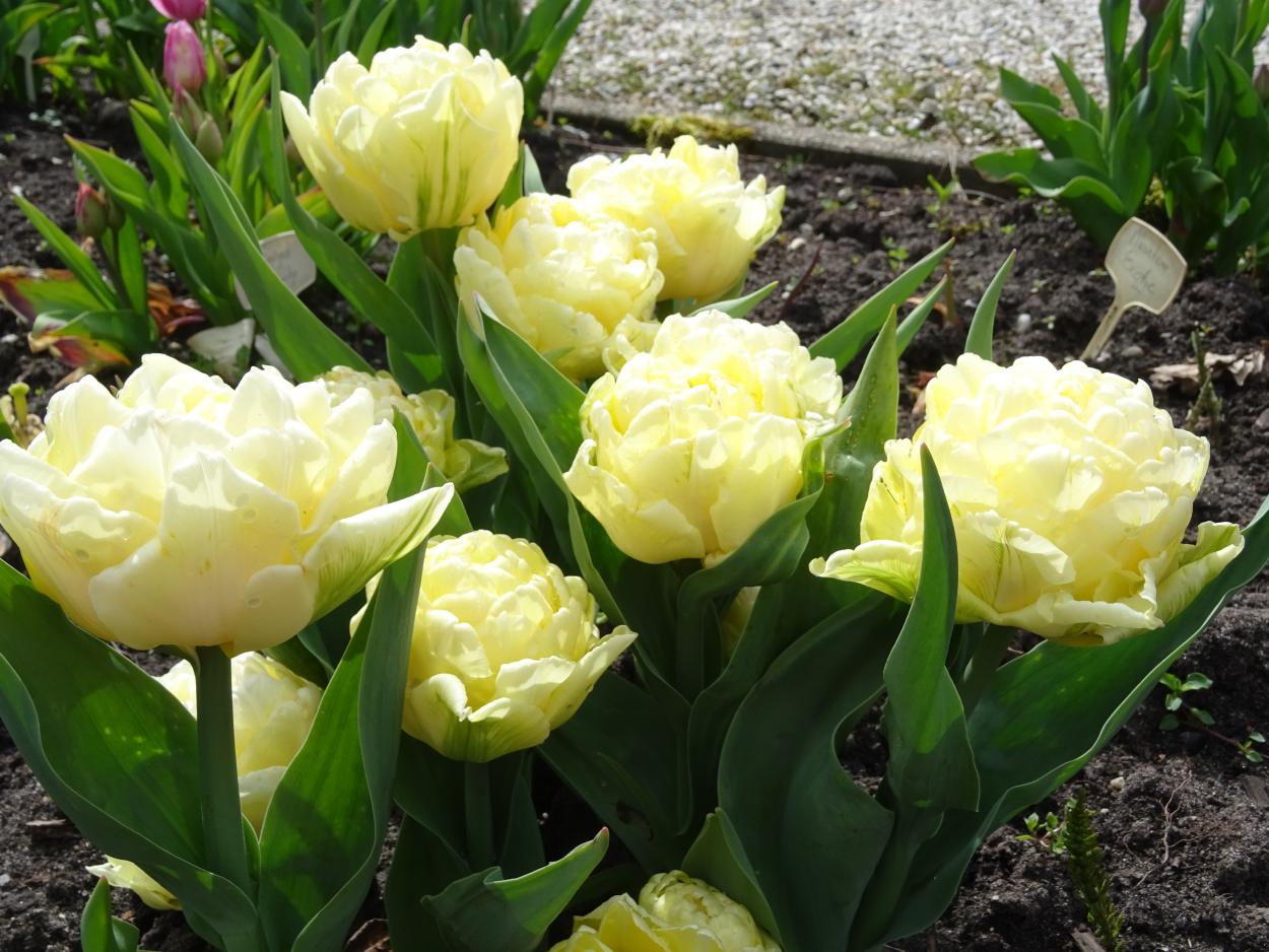 Tulp-Bowl-of-Beauty-1 Bowl of Beauty - Afbeelding 1
