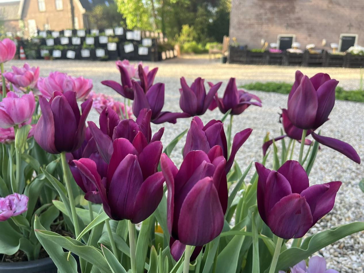 Tulp-Bred-Browning-1 Bred Browning - Afbeelding 1