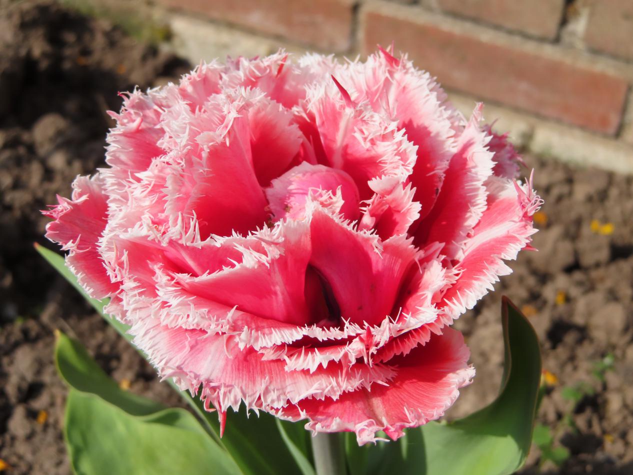 Tulp-Brest-1 Brest - Afbeelding 1