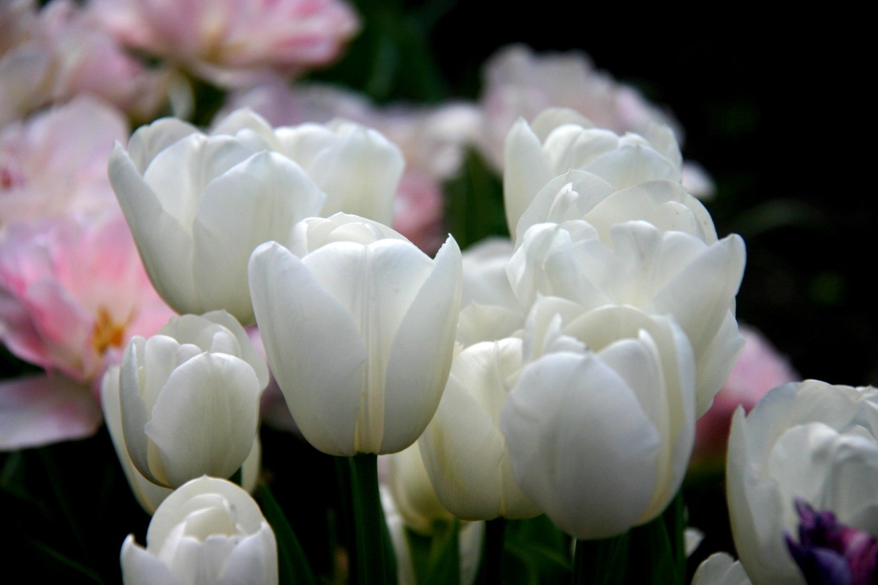 Tulp-Bridal-Bouquet-1 Bridal Bouquets - Afbeelding 1