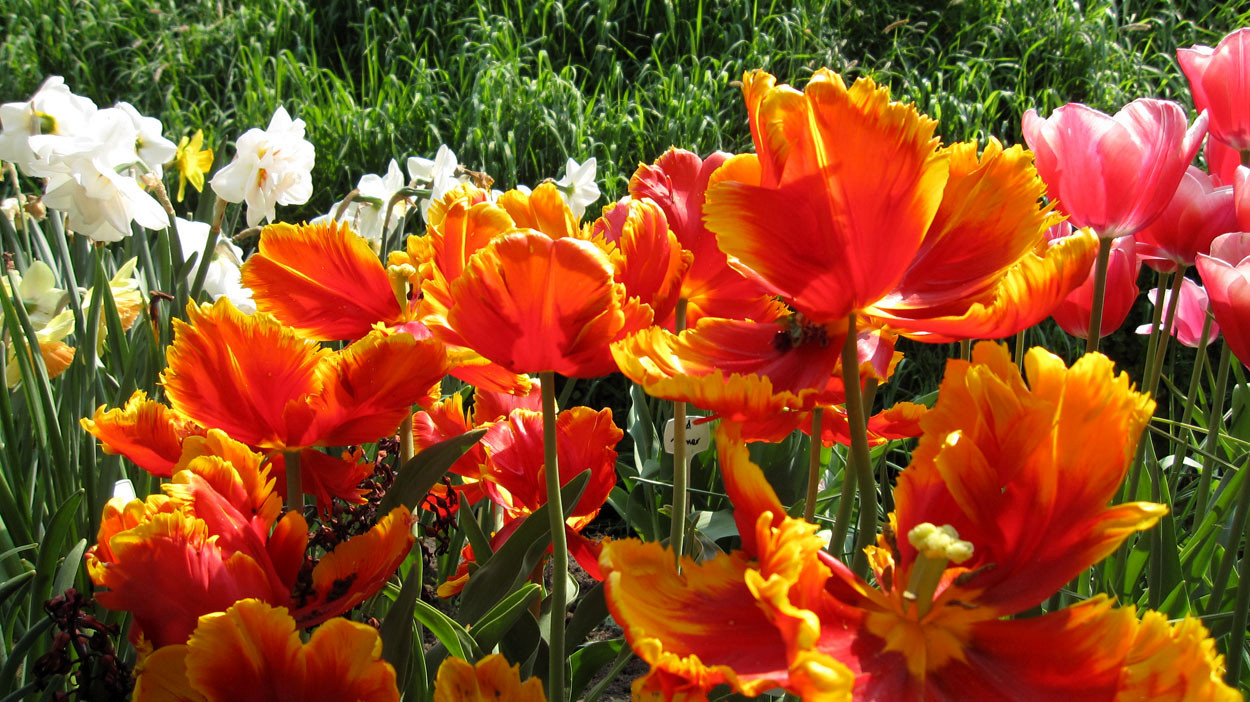 Tulp-Bright-Parrot-1 Bright Parrot - Afbeelding 1