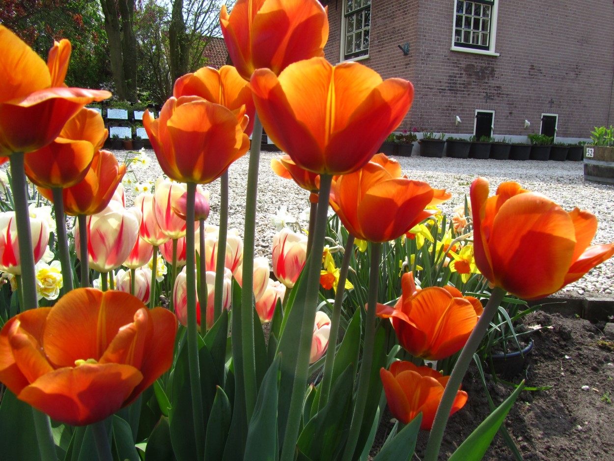 Tulp-Brown-Sugar-1 Brown Sugar - Afbeelding 1