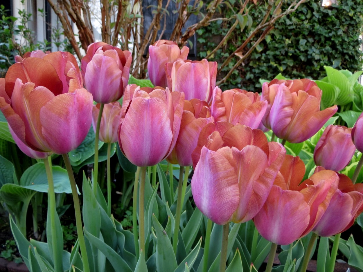 Tulp-Bruine-Wimpel-1 Bruine Wimpel - Afbeelding 1