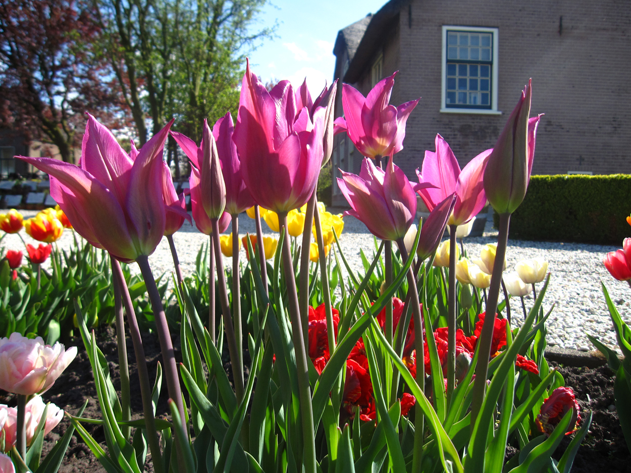 Tulp-Burgundy-1 Burgundy - Afbeelding 1