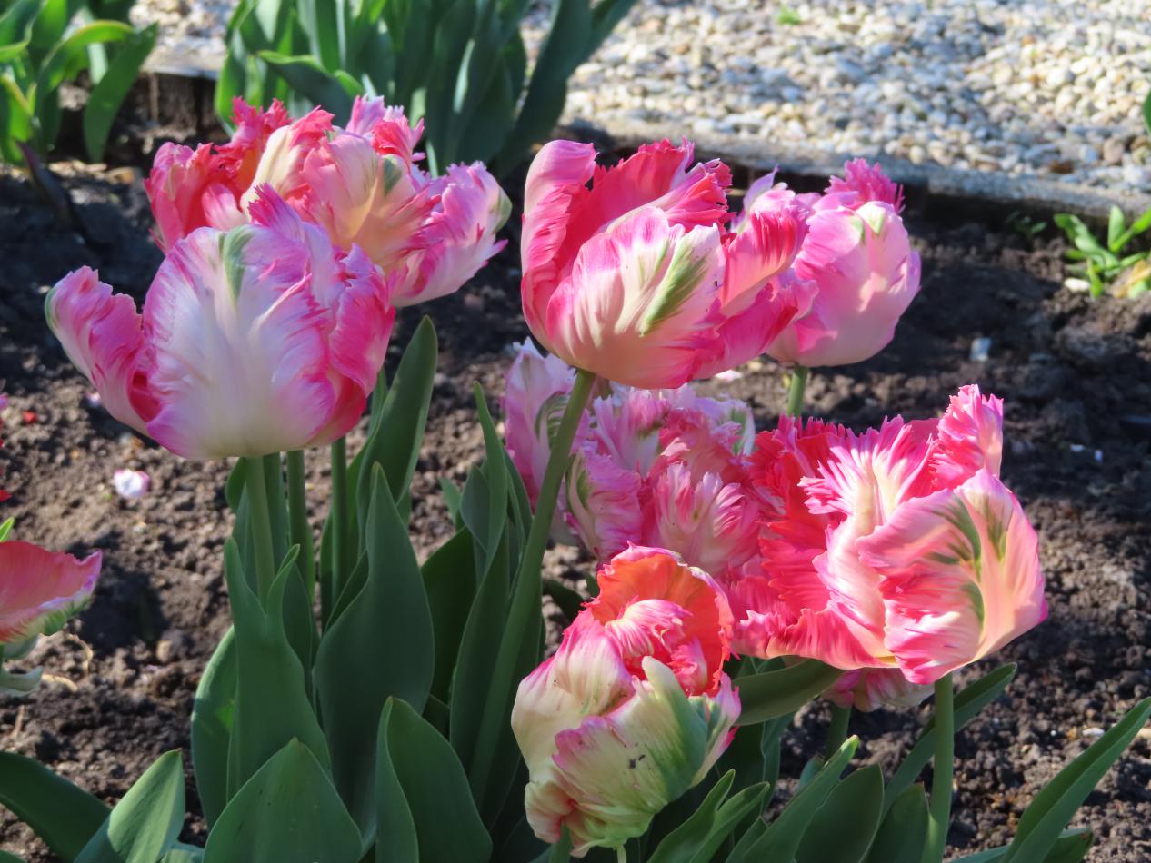 Tulp-Cabanna-1 Cabanna - Afbeelding 1