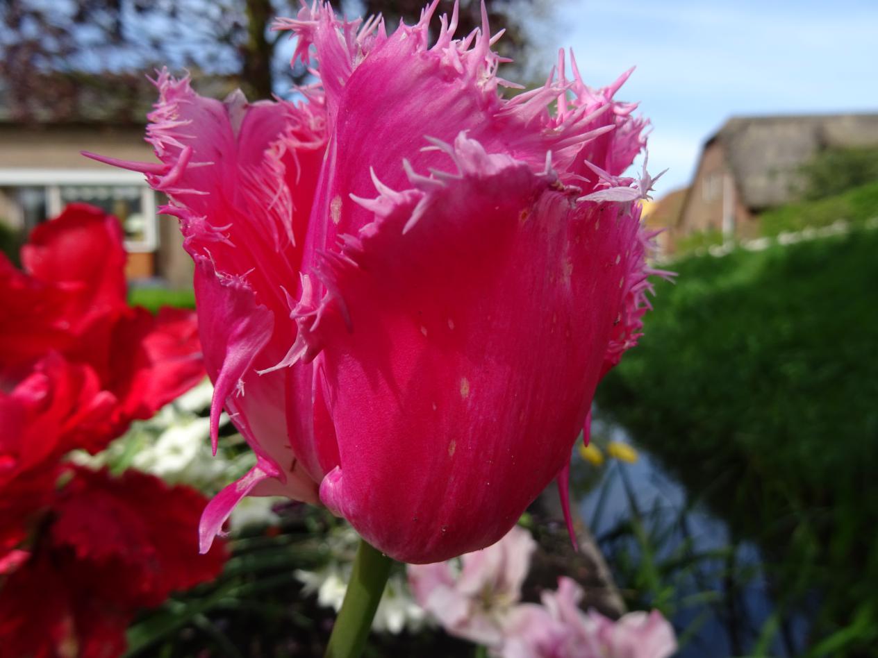 Tulp-Cacharel-1 Cacharel - Afbeelding 1