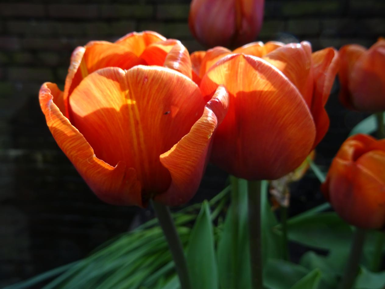 Tulp-Cairo-1 Cairo - Afbeelding 1