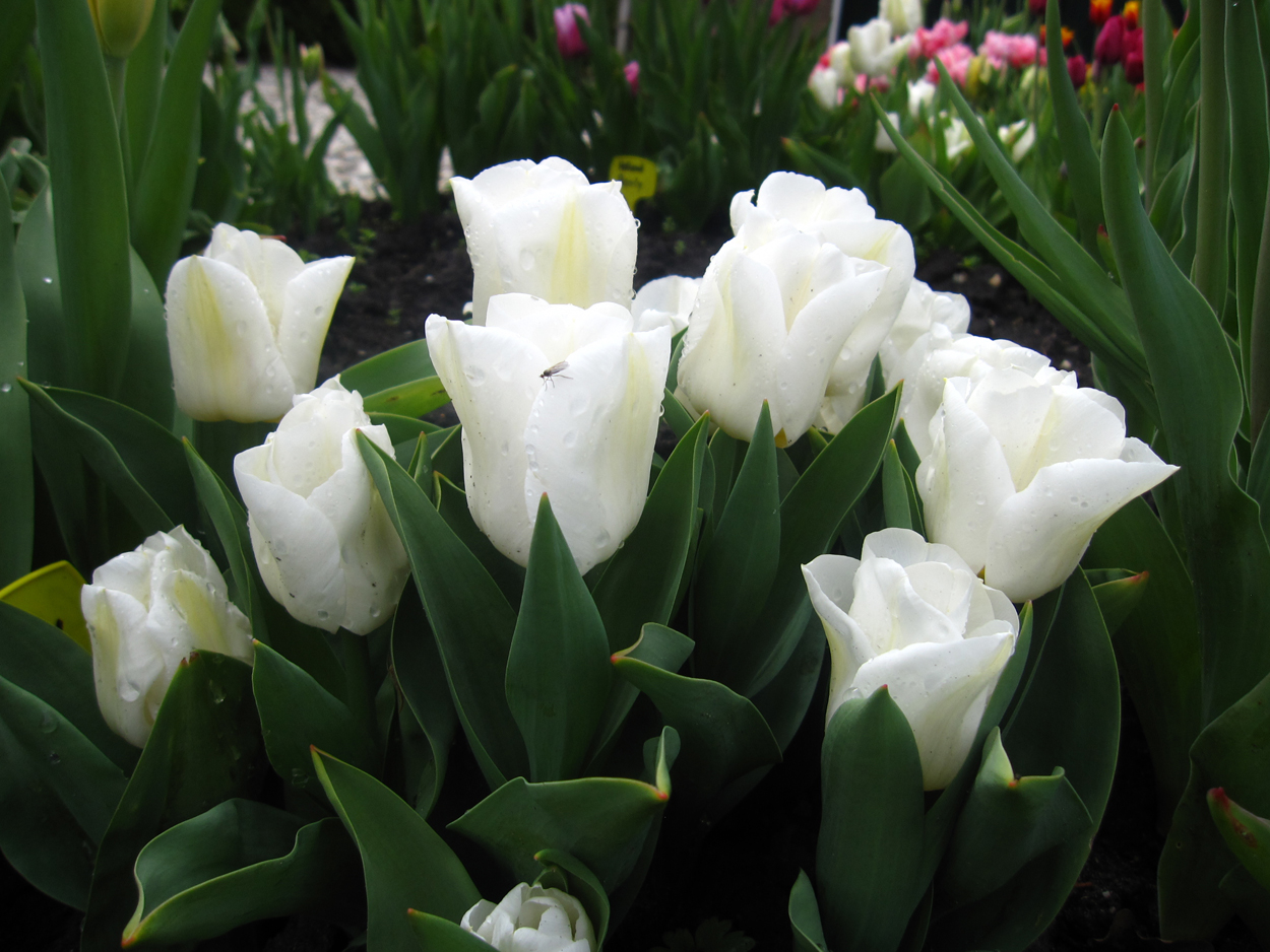 Tulp-Calgary-1 Calgary - Afbeelding 1