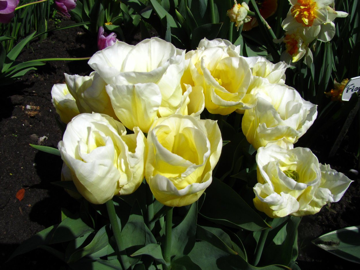 Tulp-Calgary-Flame-1 Calgary Flames - Afbeelding 1
