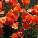 Calypso