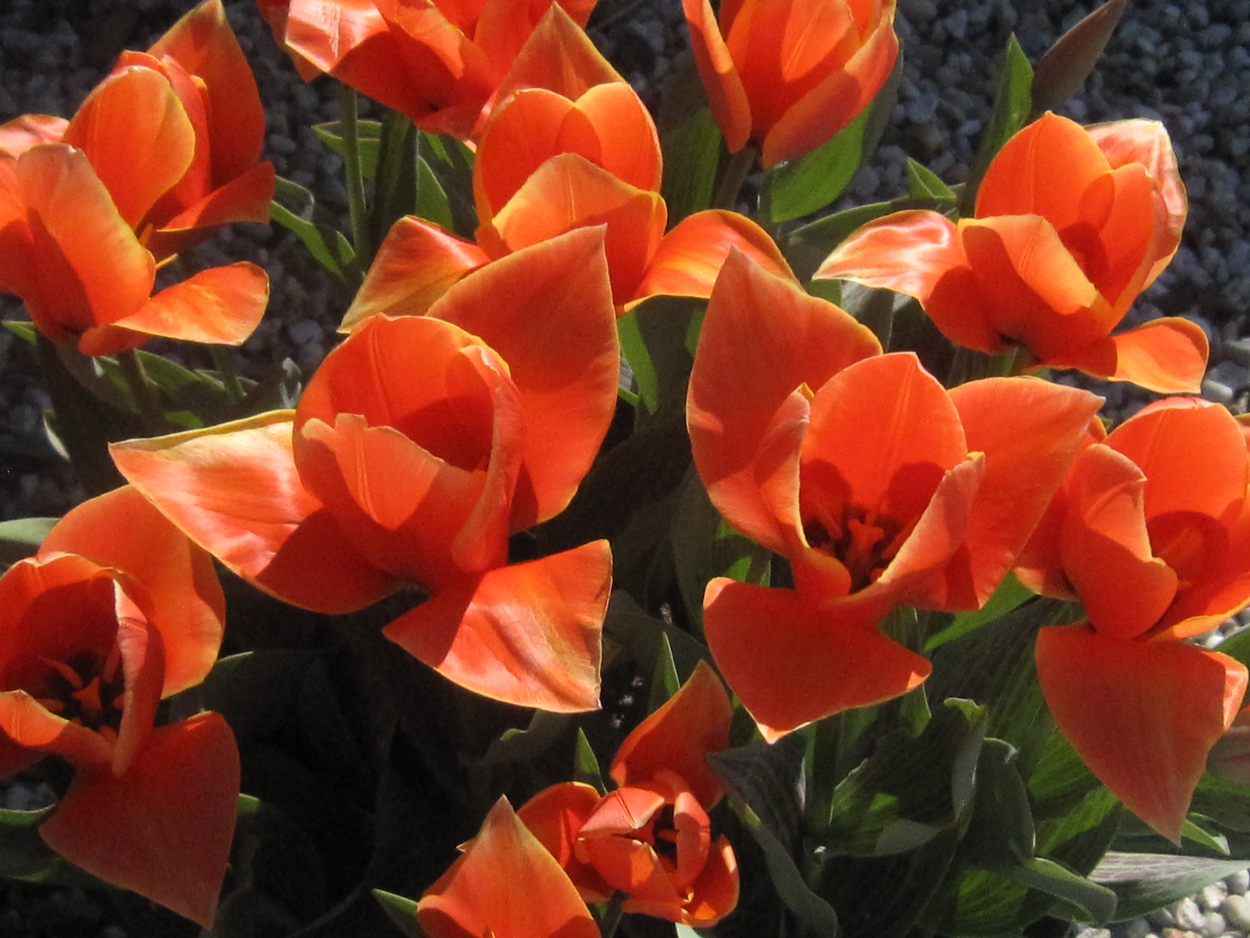 Tulp-Calypso-1 Calypso - Afbeelding 1