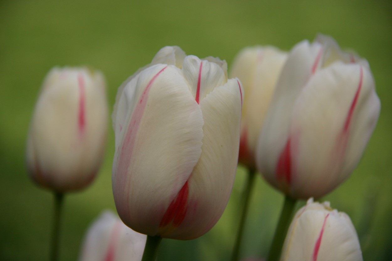 Tulp-Camarque-1 Camargue - Afbeelding 1