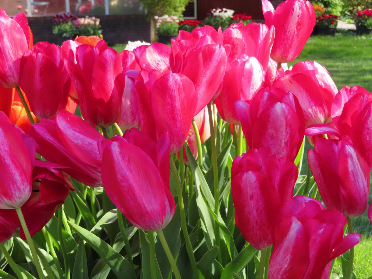 Tulp-Cameleon-Rouge-1 Cameleon Rouge - Afbeelding 1